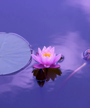 Bhagavad-Gītā 5.10